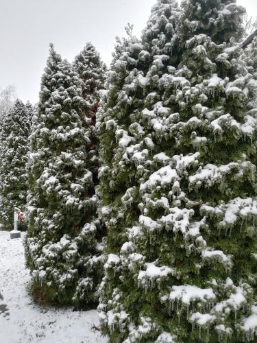 a group of pine trees covered in snow at Holt-Tisza Vendégház in Szeged