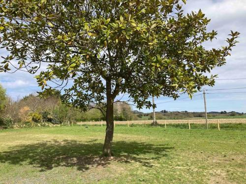 a tree in the middle of a field at Gîte Ty Guen à Paimpol in Paimpol