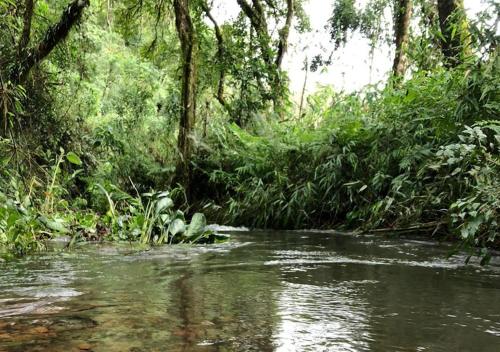 a stream in the middle of a forest with trees at ECOLODGE PIEDRA Y AGUA in El Soberbio