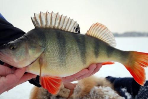 a person holding a fish in their hand at Havsnära Motorbåt 12 Cyklar 18+Beds VedBastu Hav! in Djurhamn