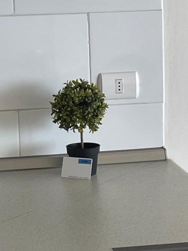 uma planta num vaso num quarto com um relógio em Cómodo departamento diario céntrico em Iquique