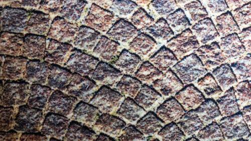 a close up view of the texture of a fossilized at ART Hotel Dalgas, BW Signature Collection in Brande