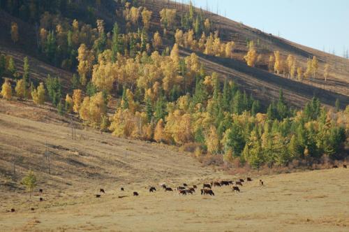 a herd of animals walking in a field at My Mongolia Eco Ger Camp in Nalayh