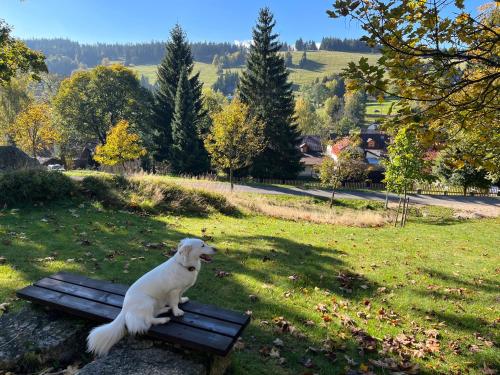 a white dog sitting on a bench in a park at Rodinné apartmány Rafael Bedřichov in Bedřichov