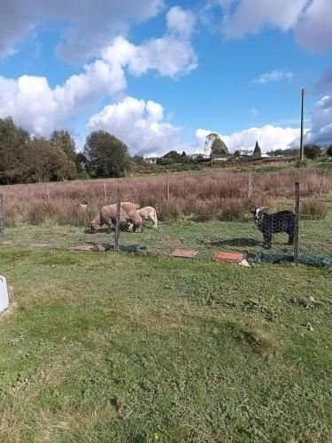 two animals laying in a field with a cat at Casa da Avó Miquinhas in Paços de Ferreira