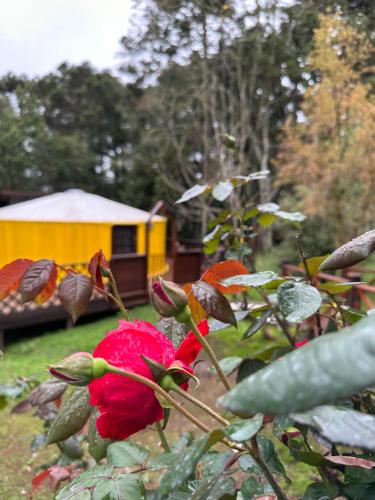 a red rose in a garden with a train in the background at Glamping montain experience in São Joaquim