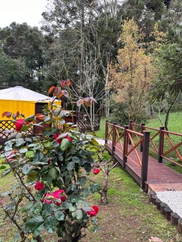 a bush with red roses next to a fence at Glamping montain experience in São Joaquim