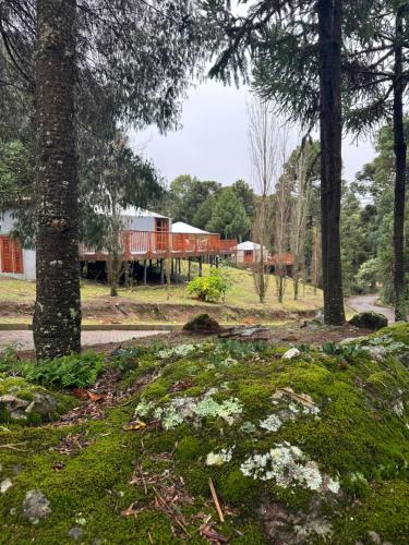 a train traveling through a forest next to trees at Glamping montain experience in São Joaquim
