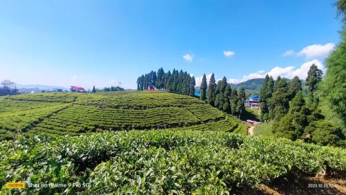 a tea plantation on a hill with trees at Holidays homestay in Mirik