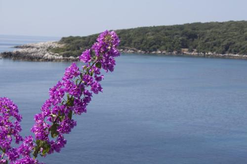 a bunch of purple flowers next to a body of water at "Azzurra Apartments in Molunat