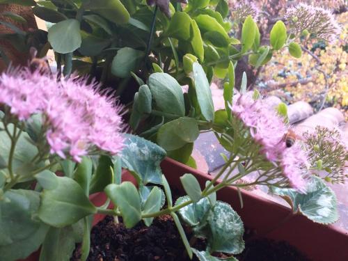 a plant with pink flowers in a pot at Casa Martini in Pecetto
