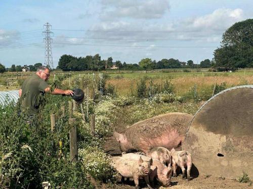 a man standing in a field with three pigs at Woodpecker Shepherds Hut in Boston