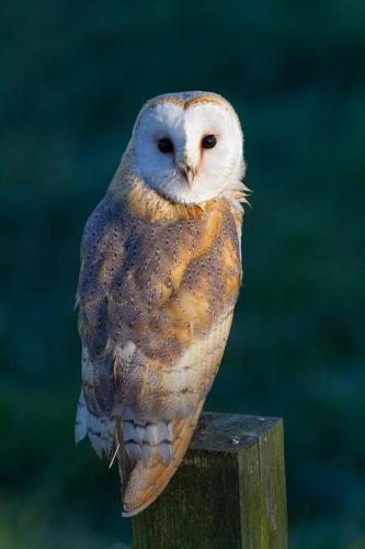 an owl sitting on top of a wooden post at Woodpecker Shepherds Hut in Boston