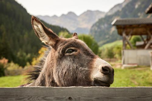 a brown donkey is looking over a wooden fence at Jaufenspitze Blasighof in Racines