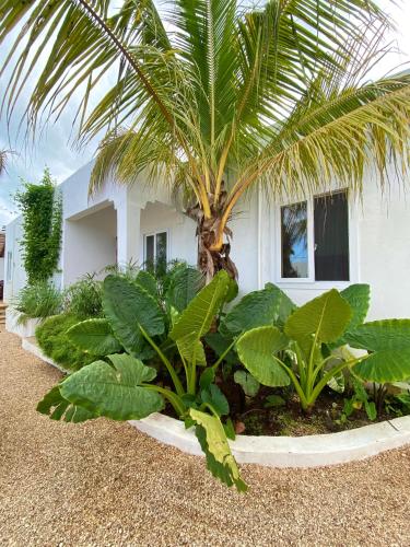 Κήπος έξω από το Cactus lodge Zanzibar