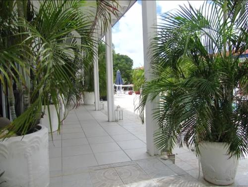a hallway with palm trees in large white pots at YOUR FIRST DAY Hotel on Aruba in Oranjestad