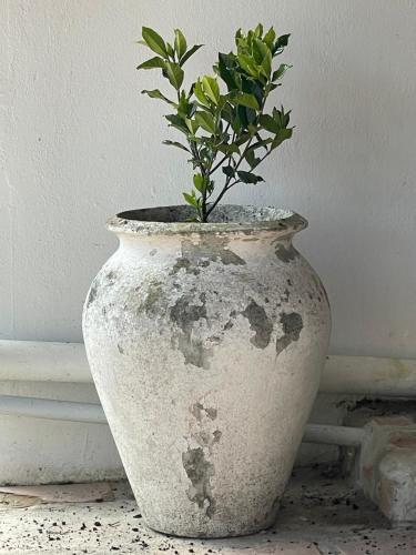 a white vase with a plant in it at 13 On Vigne in Greyton