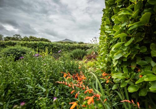 a garden with lots of plants and flowers at Sychpant Barn in Velindre