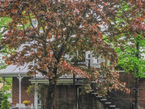 een boom met kleurrijke bladeren voor een huis bij Appartement Jacques Cartier in Saguenay