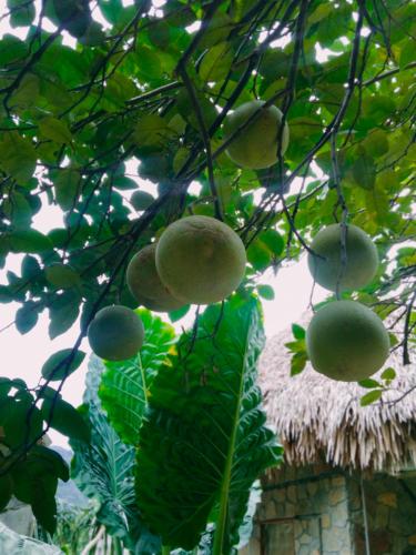 a bunch of fruit hanging from a tree at Hang Mua Eco Garden in Xuân Sơn