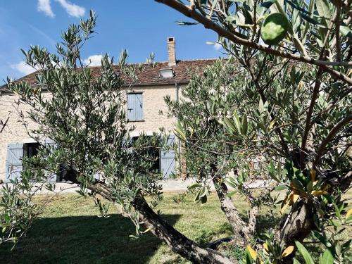 an apple tree in front of a house at Le Clos de L'Olivier in Chaintreaux