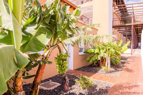 un montón de plátanos en un patio en Casa Adosada La Platanera by Vive La Exclusividad, en San Miguel de Abona