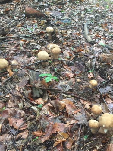 a group of mushrooms on the forest floor at Berkenye Fogadó in Szalafő