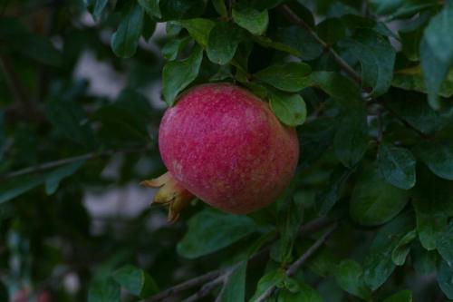 una mela rossa appesa a un ramo d'albero di Dar Soulaimane a Marrakech
