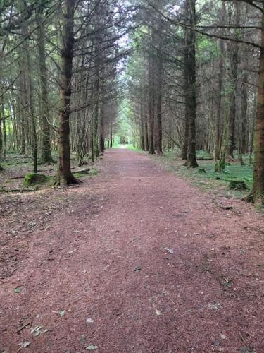 a dirt road in a forest with trees at Glenwood guesthouse near Ballybofey in Killygordon