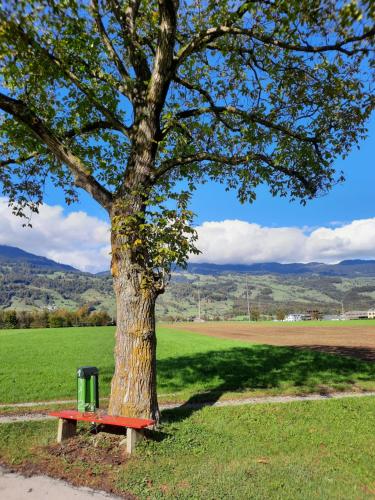 a park bench next to a tree with a field at Haus Nussbaumweg 6 in Giswil