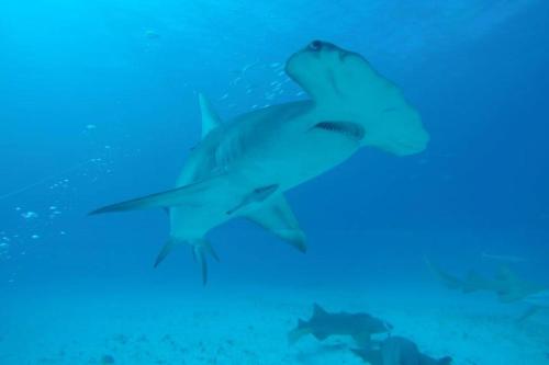 a group of sharks swimming in the ocean at Devocean Eco Adventure Lodge in Ponta do Ouro