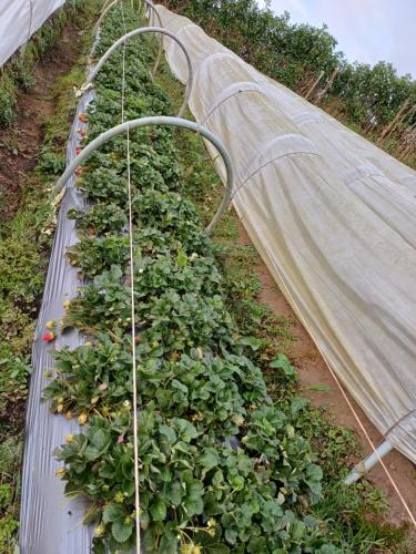 a row of plants in a greenhouse at La jinquita in La Unión
