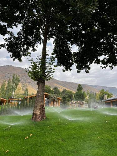 a tree sitting in the middle of a green field at Burchmulla Resorts in Burchmulla