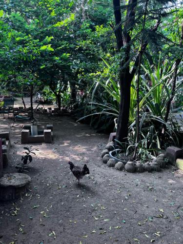 two chickens walking around in a park with trees at Sharad Baug homestay in Bhuj