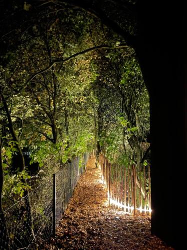a tunnel of trees with lights on a path at Eulennest - Tiny House im Habichtswald in Schauenburg