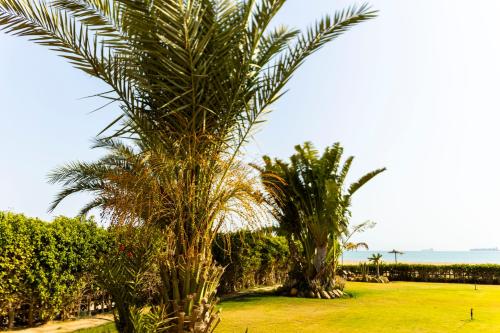 a group of palm trees in a yard with the ocean at Ras Sedr Royal Beach Villa at Sinaway Lagoon Hotel & Spa- Ras Sedr, Egypt in Ras Sedr