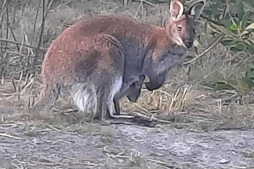 別荘の敷地内または近くにいる動物