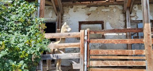 a dog looking through a fence in a building at Haus am Hochwechsel in Breitenbrunn
