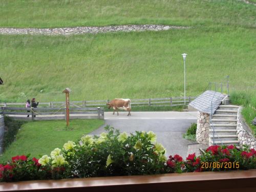a cow walking down a road in a field at Garni La Majon in Selva di Val Gardena