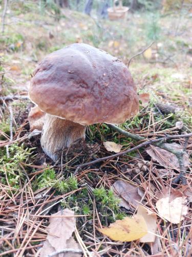a mushroom sitting on the ground in the grass at Ferienwohnung am Drömling Südheide - Kurt in Bergfeld