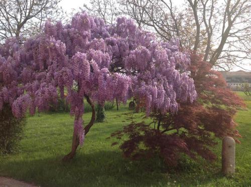 a tree with purple flowers on it in a field at Agriturismo Da Ninoti in Treviso
