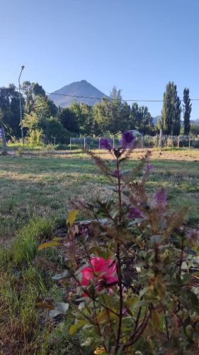 a plant with purple flowers in a field at Rincón Bonito in El Hoyo