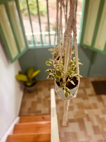 a plant in a hanging pot in a room at La Casa de colour Filandia, Quindio in Filandia