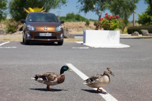 ホテルの敷地内または近くにいる動物