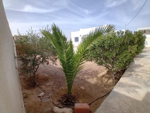 a palm tree in front of a white building at Maison Les Oliviers avec piscine proche du lagon in Taguermess