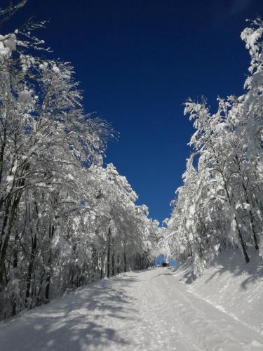 a snow covered tree lined road with snow covered trees at Chalet Typique Vosgien "les Barbotines" in Ventron