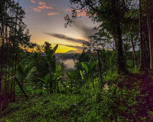 a sunset in a forest with fog in the distance at Delta Casa Ubud- Tiny Villas in Bali's Jungles in Gianyar