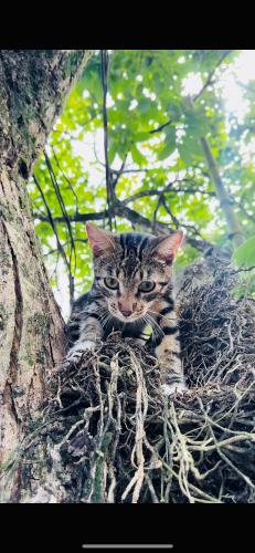 a cat sitting in a nest in a tree at Surf Paradise in Santa Teresa Beach