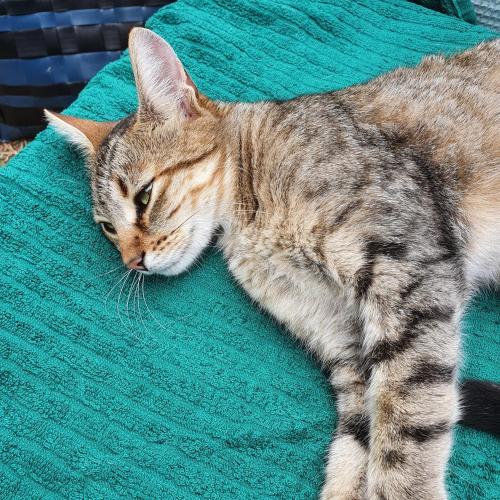 Een kat ligt op een groene deken. bij Chambre d'hôte à La maison du petit bois 4 étoiles in Ventenac-Cabardès