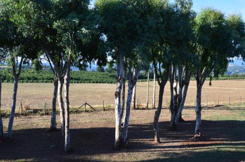a group of trees in the middle of a field at Fattoria Lucciano in Borghetto